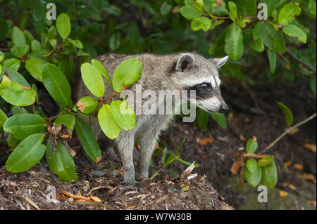 Pygmy Raccoon (Procyon pygmaeus) Cozumel Island, Mexico. Critcally endangered species with less than 500 in existence. Stock Photo