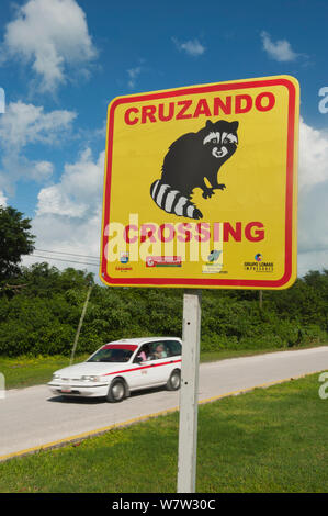 Pygmy Raccoon (Procyon pygmaeus) sign warning drivers, Cozumel Island, Mexico. Critically endangered species. Stock Photo
