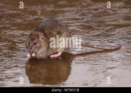 Brown rats (Rattus norvegicus)  feeding on frozen pool, Warwickshire, England, UK, February Stock Photo