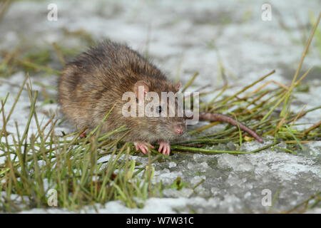 Brown rats (Rattus norvegicus) sitting on frozen pool, Warwickshire, England, UK, February Stock Photo