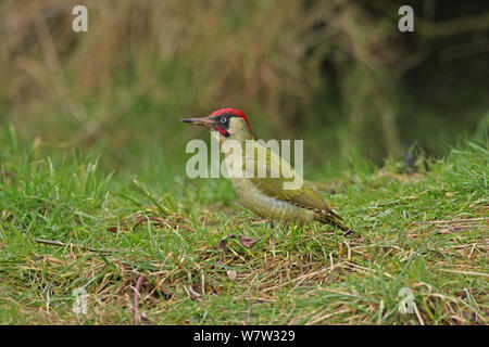 Green woodpecker (Picus viridis) standing in field anting, Warwickshire, England, UK, February Stock Photo