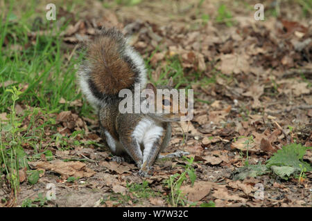 Grey squirrel (Sciurus carolinensis) on woodland floor, Warwickshire, England, UK, July. Stock Photo