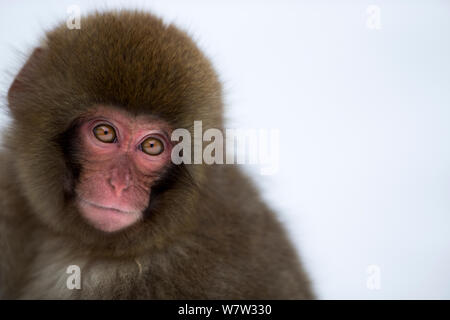 Japanese Macaque (Macaca fuscata) baby portrait. Jigokudani Yaen-Koen National Park, Japan, February. Stock Photo