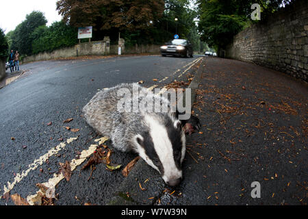 Dead Badger (Meles meles) road kill, Bath, England, UK, October.