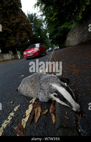 Badger (Meles meles) road kill, Bath, England, UK, October.