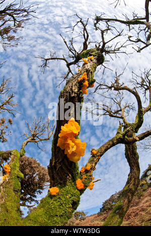 Golden jelly fungus (Tremella mesenterica) growing on branches of Gorse bush (Ulex europaeus) amid scrub vegetation and pasture, near coast of North Devon, UK, January 2014. Stock Photo