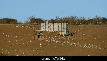 Common gulls (Larus canus) and Black-headed gulls (Chroicocephalus ridibundus) following two tractors tilling a field, near Eyebrook reservoir, Uppingham, Rutland, UK, November. Stock Photo