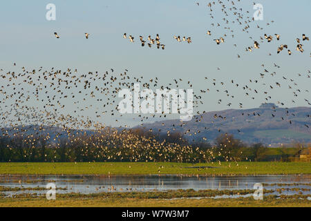 Dense flocks of Lapwings (Vanellus vanellus), Golden plover (Pluvialis apricaria ) and Black-tailed godwits (Limosa limosa) flying over a group of Common teal (Anas crecca) foraging on flooded pastureland, Gloucestershire, UK, January. Stock Photo