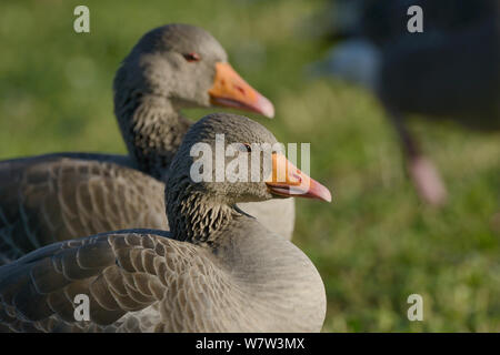 Greylag goose (Anser anser) pair head portraits, Gloucestershire, UK, September. Stock Photo