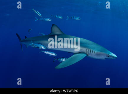 Blue shark (Prionace glauca) with Pilot fish (Naucrates ductor) Faial Island, Azores, Portugal, Atlantic Ocean, September. Stock Photo