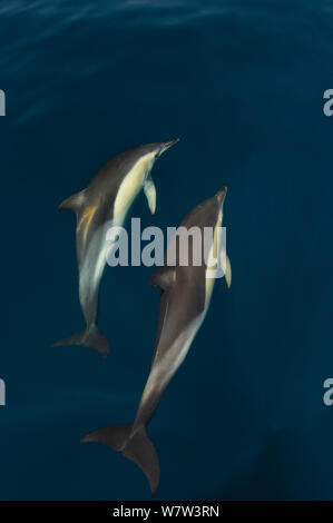 Common dolphins (Delphinus delphis) pair in courtship ritual, Atlantic ocean, Portugal, July. Stock Photo