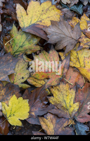 Fallen wild Service tree (Sorbus torminalis) leaves in autumn, Sussex, England, UK, November. Stock Photo