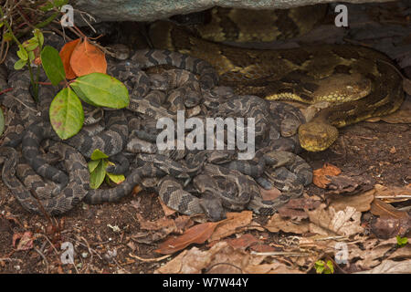 DUPLICATE Timber rattlesnakes (Crotalus horridus) adult females and newborn young, Pennsylvania, USA, September. Stock Photo