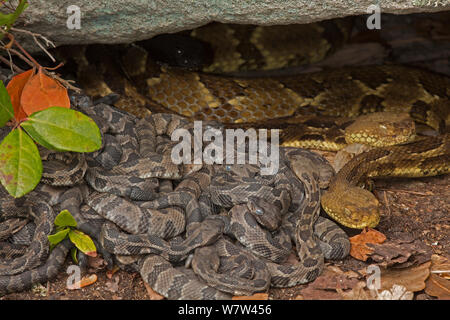 DUPLICATE Timber rattlesnakes (Crotalus horridus) adult females and newborn young, Pennsylvania, USA, September. Stock Photo