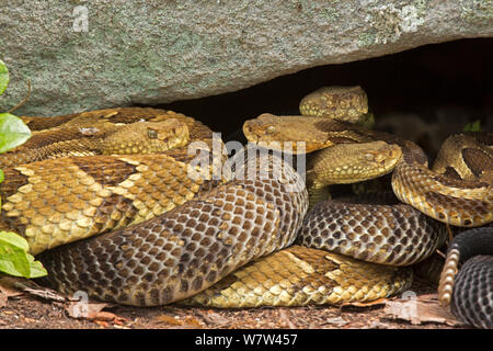 DUPLICATE Timber rattlesnakes (Crotalus horridus) gravid females basking to bring young to term, Pennsylvania, USA, July. Stock Photo