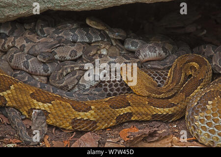 DUPLICATE Timber rattlesnakes (Crotalus horridus, adult females and newborn young, Pennsylvania Stock Photo