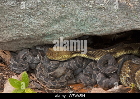 DUPLICATE Timber Rattlesnakes (Crotalus horridus) new-born young with adult, Pennsylvania, USA, September. Stock Photo