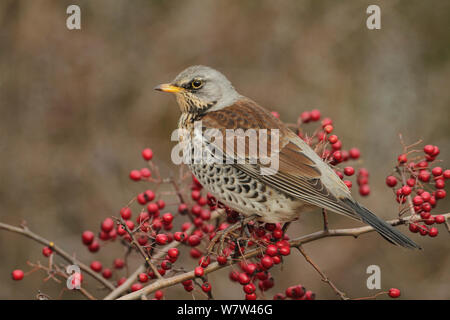 Fieldfare (Turdus pilaris) sitting on Hawthorn berries, Warwickshire, England, UK, December. Stock Photo