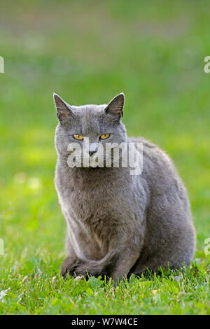 Beautiful Cat Russian Blue sitting in grass, watching. Stock Photo