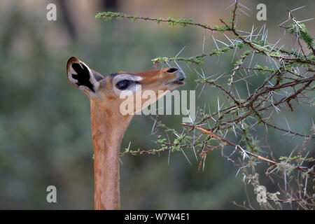 Gerenuk (Litocranius walleri) female feeding, Samburu National Reserve, Kenya. Stock Photo