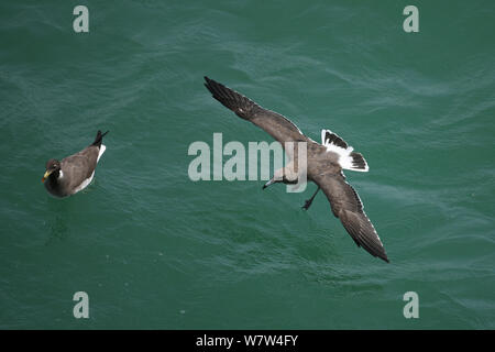 Sooty gull (Larus hemprichii) in flight and on water, Oman, August Stock Photo