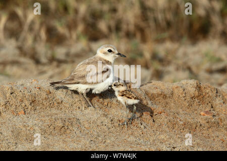 Kentish plover (Charadrius alexandrinus) female with chick, Oman, May Stock Photo