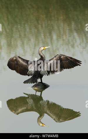 Great cormorant (Phalacrocorax carbo) drying wings, Oman, April Stock Photo