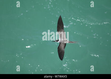 Bridled tern (Sterna anaethetus) in flight over sea, Oman, May Stock Photo