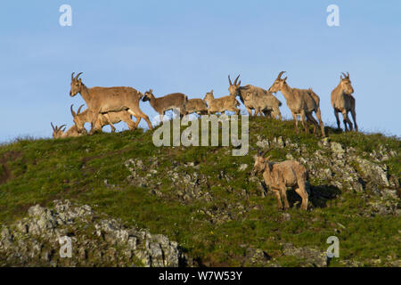 West Caucasian tur (Capra caucasica) herd, Abago, Kavkazsky Zapovednik, Russia, July. Stock Photo