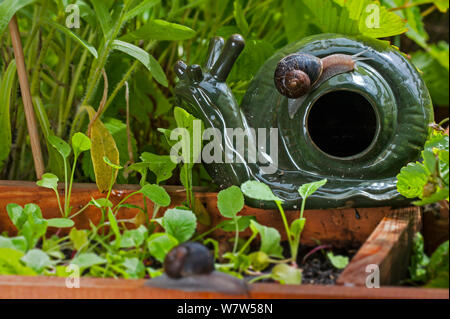 Common garden snail (Helix aspersa) on a decorative snail and slug beer trap in a vegetable garden, Belgium, July. Stock Photo