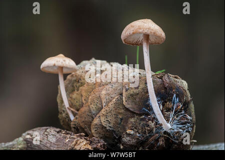 Conifercone cap (Baeospora myosura) growing from a pine cone, Belgium, October. Stock Photo