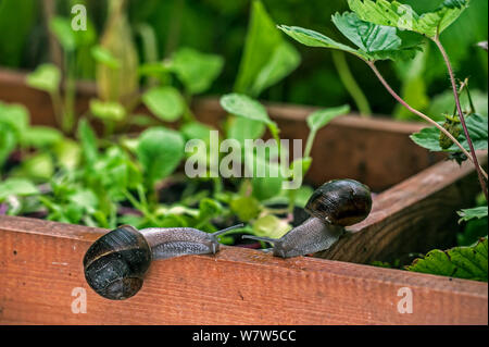 Garden snails (Helix aspersa) by a vegetable garden, Belgium, July. Stock Photo