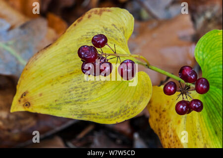Close-up of the berries of a False lily of the valley (Maianthemum bifolium), Belgium, October. Stock Photo