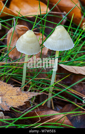 Yellowleg bonnets (Mycena epipterygia), Belgium, October. Stock Photo