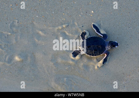 Green turtle (Chelonia mydas) hatchling making its way to the sea from beach, Poilao Island, Guinea-Bissau. Stock Photo