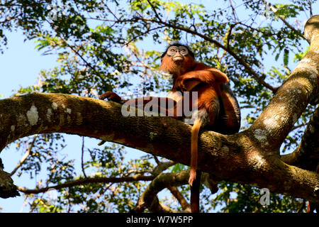 Upper Guinea red colobus monkey (Procolobus badius badius) Cantanhez National Park, Guinea-Bissau. Stock Photo