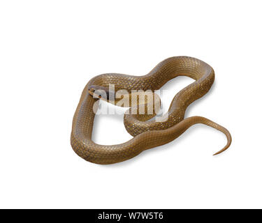 Herald / Red-lipped snake (Crotaphopeltis hotamboeia) taken against white background, Pakhuis Pass, Clanwilliam, South Africa. Stock Photo