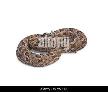 Many horned adder (Bitis cornuta) curled up, taken on white background, Springbok, South Africa. Stock Photo