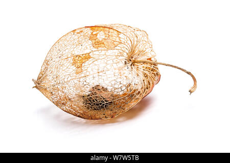 Chinese lantern (Physalis alkekengi) dried seed case. Stock Photo