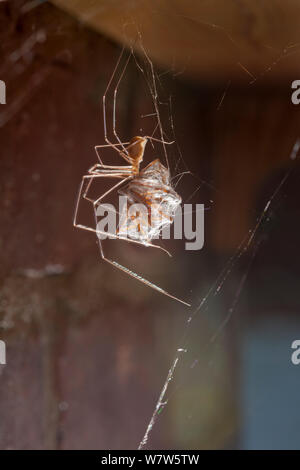 Cellar Spider / Daddy Longlegs (Pholcus phalangioides) in a house feeding on a House Spider (Tegenaria domestica) that it has caught. Derbyshire, UK. October. Stock Photo