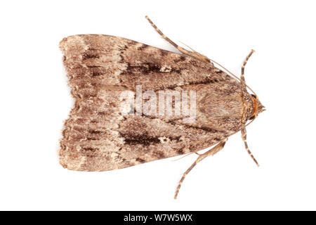 Copper Underwing moth (Amphipyra pyramidea) photographed in mobile field studio on a white background. The National Forest, Leicestershire, UK. September. Stock Photo