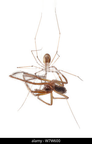 Cellar Spider / Daddy Longlegs (Pholcus phalangioides) feeding on a House Spider (Tegenaria domestica) that it has caught. Photographed in mobile field studio. Derbyshire, UK. October. Stock Photo