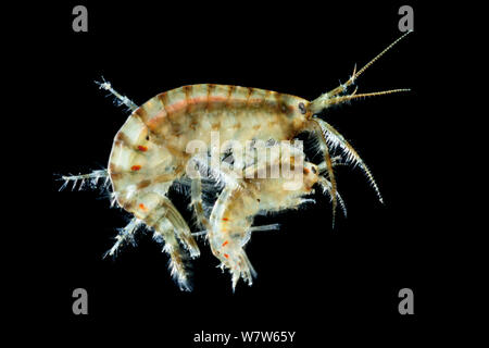 Estuarine Sand-shrimp (Gammarus duebeni)found at water edge in estuary, photographed on a white background in mobile field studio. The male carries his chosen female for several weeks until she sheds her skin, allowing him to mate with her. Berwick upon Tweed, Northumberland, UK. Stock Photo