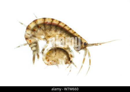 Estuarine Sand-shrimp (Gammarus duebeni)found at water edge in estuary, photographed on a white background in mobile field studio. The male carries his chosen female for several weeks until she sheds her skin, allowing him to mate with her. Berwick upon Tweed, Northumberland, UK. Stock Photo