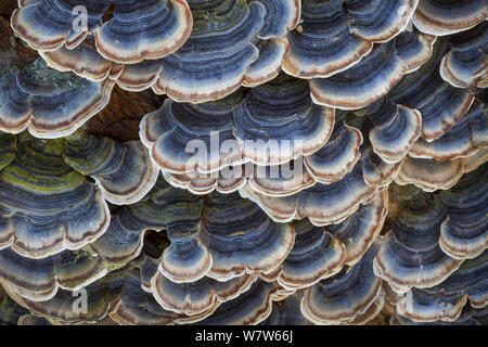 Turkeytail fungus (Trametes / Coriolus versicolor) growing on a dead alder tree stump. Nottingham, UK. February. Stock Photo