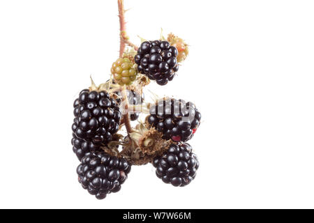 Ripe blackberries on Bramble (Rubus plicatus) photographed in mobile field studio against a white background. UK, September. Stock Photo