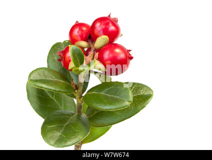 Cowberry (Vaccinium vitis-idaea), a moorland species, photographed in mobile field studio againt a white background, Peak District National Park, Derbyshire, UK. November. Stock Photo