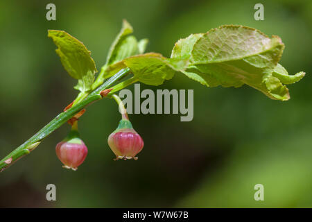 Bilberry flowers (Vaccinium myrtillus), Snowdonia National Park, Wales, UK. May. Stock Photo