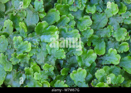 Great Scented Liverwort (Conocephalum conicum) growingon rock next to river. Peak District National Park, Derbyshire, UK. September. Stock Photo