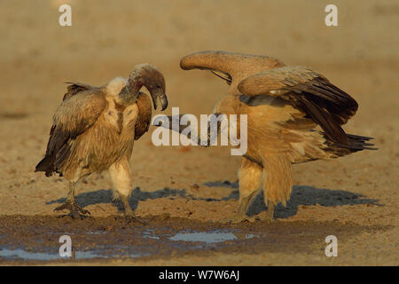 Two White-backed vultures (Gyps africanus) squabbling, Chobe River, Botswana, August. Endangered species. Stock Photo